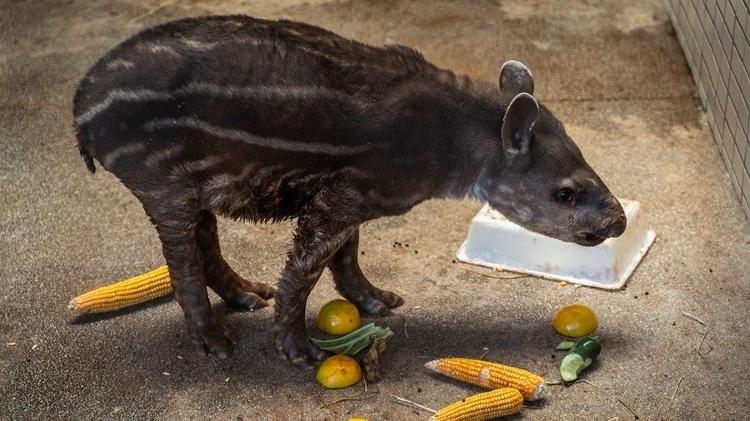 Filhote de anta resgatado de incêndio no Pantanal em tratamento no Centro de Reabilitação de Animais Silvestres de Mato Grosso do Sul 