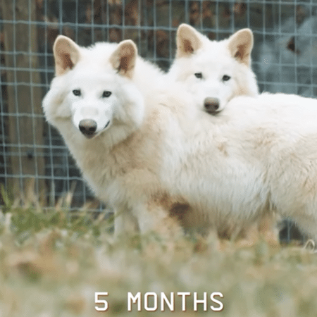 Rômulo e Remo, da espécie lobo-terrível, com cinco meses Rômulo e Remo, da espécie lobo-terrível, com cinco meses