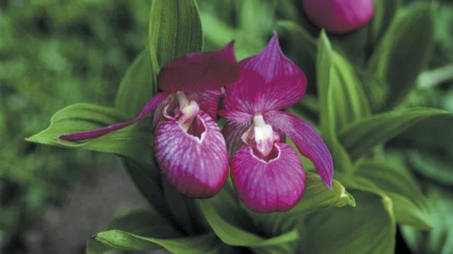 Salvar a orquídea sapatinho-de-dama na Inglaterra é um dos principais projetos do Jardim Botânico de Kew Salvar a orquídea sapatinho-de-dama na Inglaterra é um dos principais projetos do Jardim Botânico de Kew
