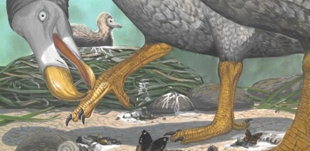 Os dodôs viveram nas Ilhas Maurício até serem extintos, há 350 anos; introdução de mamíferos predadores contribuiu - JULIAN HUME