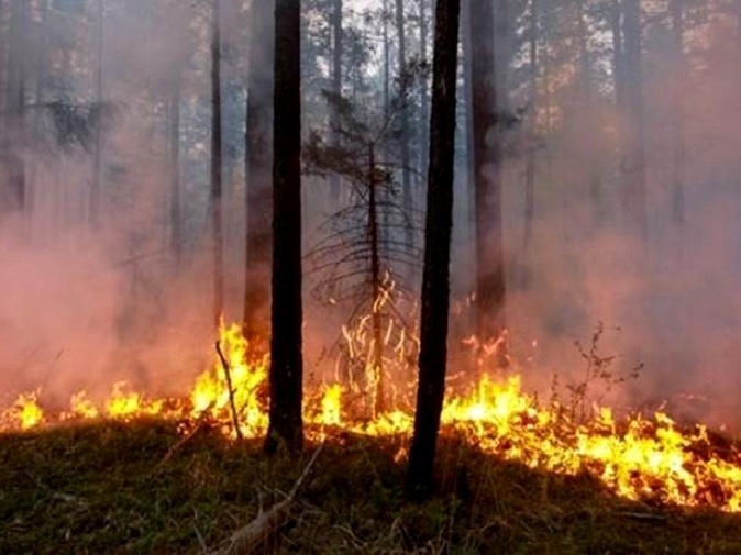 Sibéria sufoca com calor de quase 40ºC