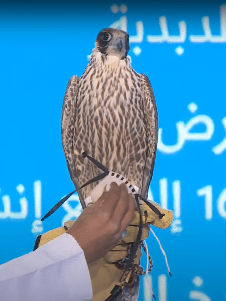 Falcões são um símbolo de prosperidade na cultura saudita  - Youtube/Saudi Falcons Club