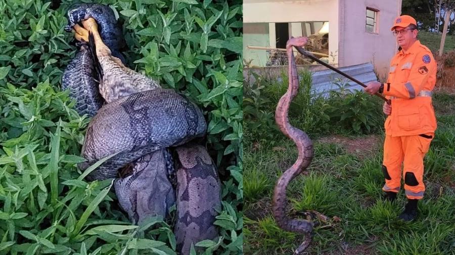 Cobra foi flagrada por moradores de área rural agarrada com frango em Minas Gerais; na imagem, é possível ver abaixo a boca da cobra aberta para engolir a ave - Divulgação/Corpo de Bombeiros de Minas Gerais