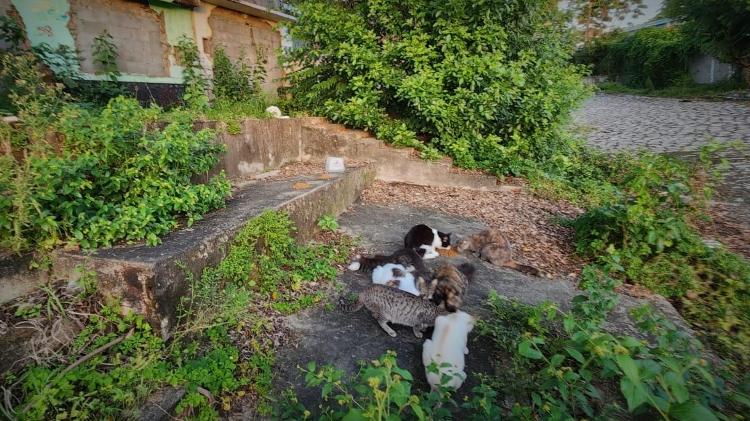 Gatos vivem em meio a ruínas de casas abandonadas no bairro do Bebedouro, em Maceió