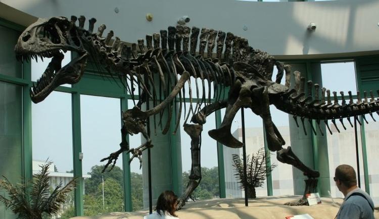 Fssil do Acrocantossauro exposto no Museu de Cincias Naturais da Carolina do Norte (EUA)