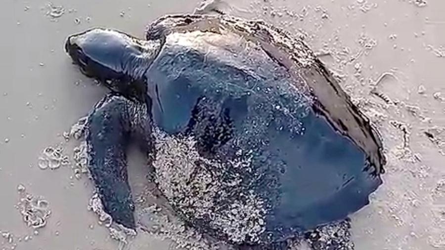 2.out.2019 - Tartaruga coberta de óleo encontrada na praia de Itatinga, em Alcântara, no Maranhão - Julio Deranzani Bicudo/Reuters
