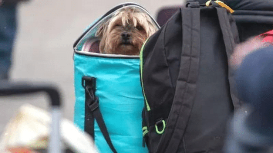 Cachorro é transportado pelos donos dentro de mochila - GETTY IMAGES