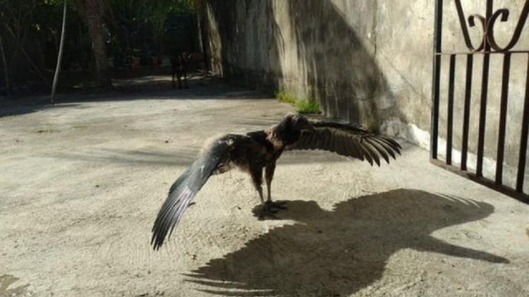 Urú lives in Mendes' backyard - PERSONAL ARCHIVE/ISRAEL MENDES - PERSONAL ARCHIVE/ISRAEL MENDES