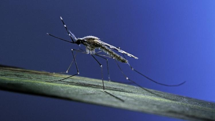O mosquito Anopheles é o responsável por transmitir o protozoário causador da malária - GETTY IMAGES - GETTY IMAGES
