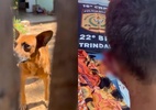 Vira-lata caramelo arranca pedaço da orelha de homem que furtava em Goiás - PMGO/Reprodução de vídeo