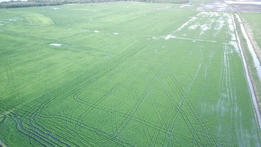 Vista aérea de lavoura de arroz alagada pelas chuvas em Eldorado do Sul (RS) - Arquivo pessoal/Marildo Mulinari