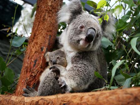 O objetivo da operação era reduzir o número de animais, famintos após um incêndio florestal do mês passado - Lisa Maree Williams/Getty Images