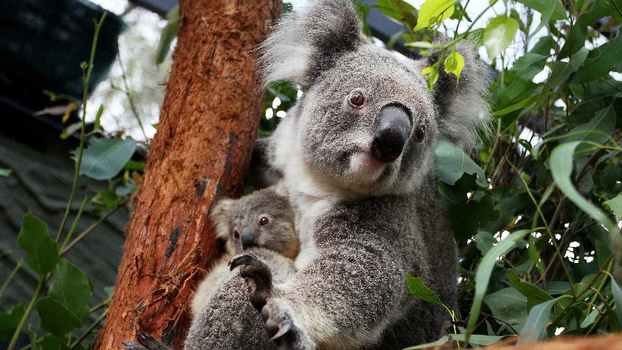 O objetivo da operação era reduzir o número de animais, famintos após um incêndio florestal do mês passado O objetivo da operação era reduzir o número de animais, famintos após um incêndio florestal do mês passado