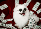Topa ser babá de cachorro por R$ 1,5 milhão? Nos EUA, serviço está em alta