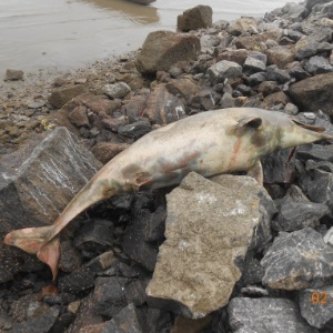 Ao menos 36 botos-cinza (Sotalia guianensis) foram encontrados mortos desde o início do ano na Baía de Sepetiba - Instituto Boto Cinza