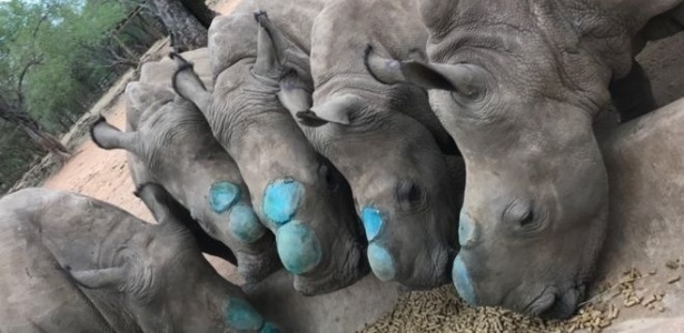 Os cinco filhotes tiveram seus chifres removidos (o azul se deve ao spray antisséptico) para evitar caçadores ilegais  - Divulgação/Rhino Revolution