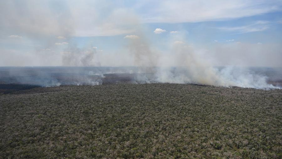 No ano passado, a floresta amazônica sofreu com grandes incêndios - Felipe Werneck/Ibama