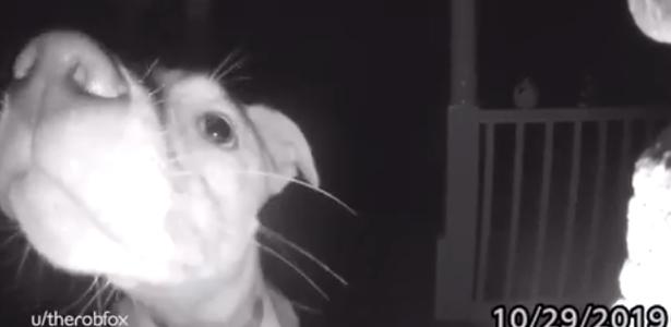 Surpreeendeu donos | Cachorro toca campainha após ficar trancado fora de casa