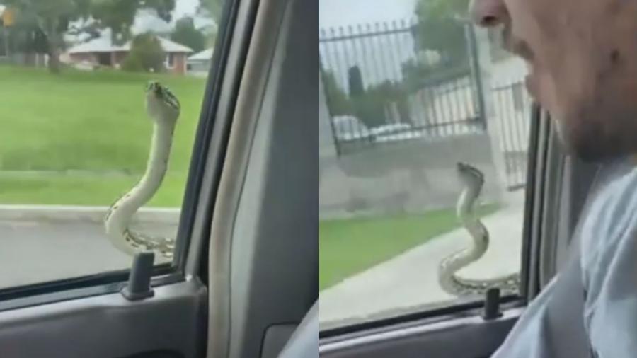 Cobra "pega carona" na janela de motorista em Nova Gales do Sul, na Austrália - Reprodução/Youtube