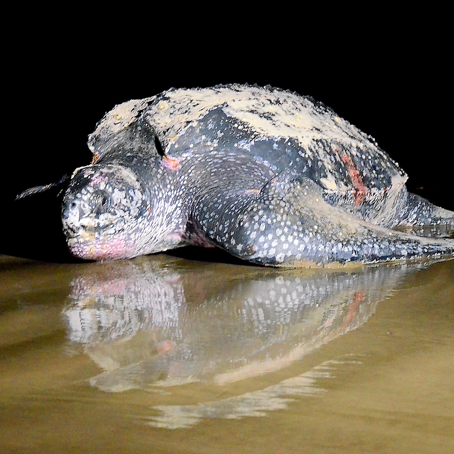 Itanhaém (SP): Tartaruga de 300 quilos deposita ovos em praia