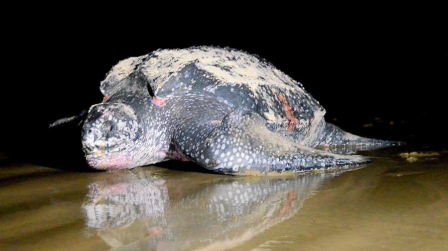 Demorou três horas para que a tartaruga-gigante depositasse os ovos na praia de Itanhaém e voltasse ao mar - Divulgação/Prefeitura de Itanhaém