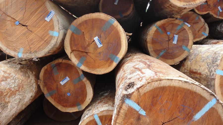 Exploração de madeira em área de concessão florestal - Serviço Florestal Brasileiro