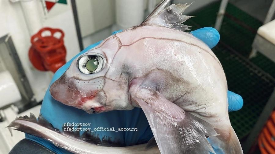 Animal foi capturado em rede de pesca na Rússia - rfedortsov_official_account/Instagram