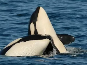 Adoção ou sequestro: Por que orcas estão com filhotes de outras espécies