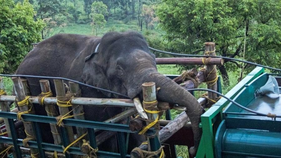 O animal conhecido como Arikomban (elefante amante do arroz) foi imobilizado com tranquilizantes e transferido para uma reserva. - Shiyami / AFP