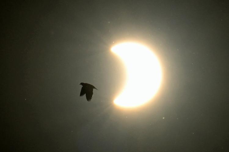 Ave voa em frente a eclipse em Buenos Aires, na Argentina