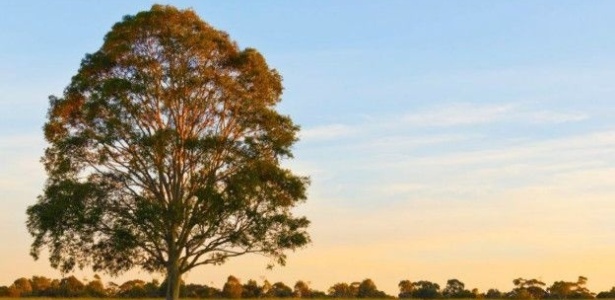Moradores de Melbourne enviam milhares de e-mails para árvores da cidade - Thinkstock/BBC