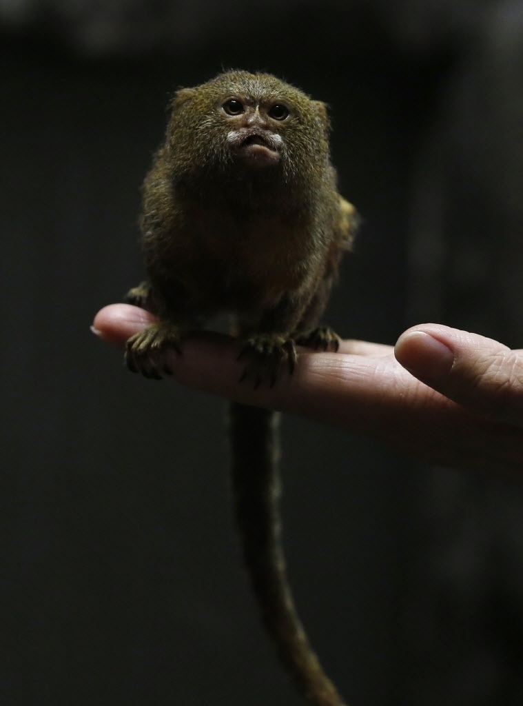 2.fev.2016 - Um sagui-pigmeu, o menor macaco do mundo, senta na mão de um cuidador do parque Hong Kong Ocean, na China. O pequeno sagui recebeu carinho para celebrar que, de acordo com o calendário chinês, 2016 é o ano do macaco