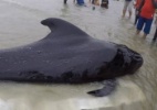 Pesquisadores encontram 80 sacolas plásticas em estômago de baleia morta na Tailândia - AFP/Thaiwhales