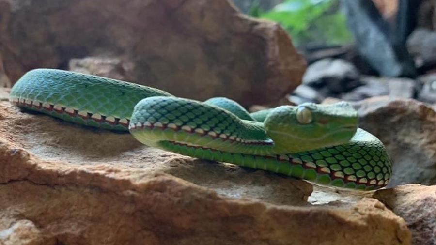 A serpente da espécie Trimeresurus vogeli, conhecida como víbora-verde-de-voge, no Zoológico de Brasília - Divulgação/Zoológico de Brasília