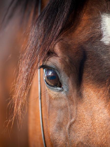 Desembargadores atenderam a um pedido do dono do animal que, desde de 2017, briga na Justiça para evitar a eutanásia do equino - Alexia Khruscheva/iStock