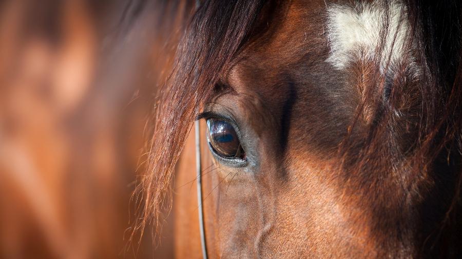 Um cavao foi vendido por conta do tamanho de seus testículos - Alexia Khruscheva/iStock