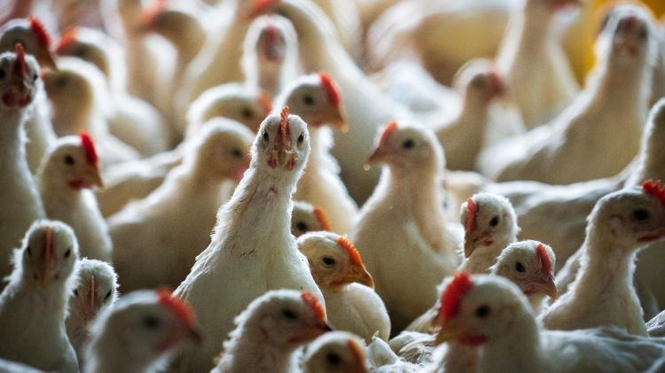 Frango - Getty Images - Getty Images