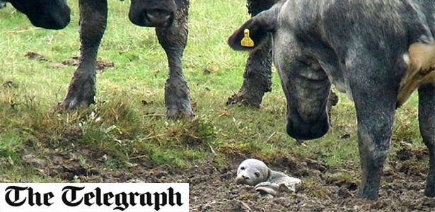 A pequena foca antes do resgate, ainda cercada por curiosas vacas - The Telegraph/Reprodução