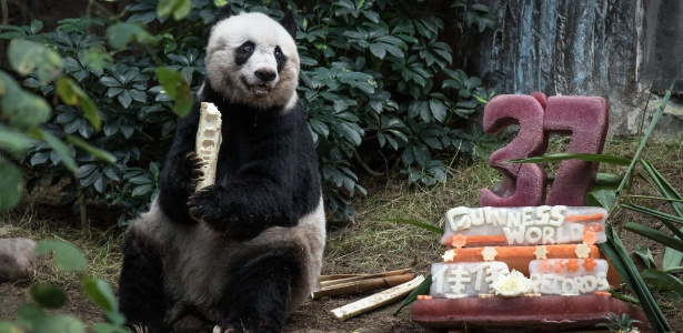 Jia Jia come um pedaço de broto de bambu ao lado do bolo de frutas de seu aniversário - Philippe Lopez/AFP