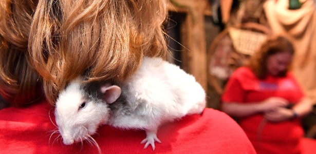 O rato Emory nos ombros de Molly Darling Roque, no Rat Cafe, em San Francisco, EUA - Josh Edelson/ AFP