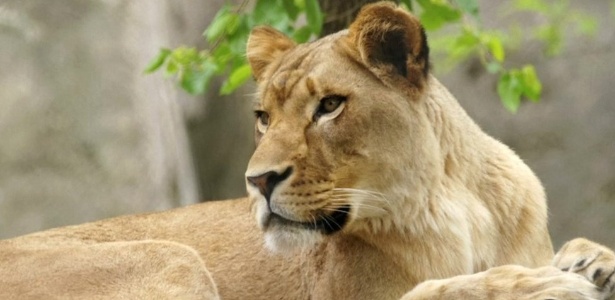 A leoa Zuri viveu com o leão Nyack por oito anos e nunca havia demonstrado comportamento agressivo antes - Reuters