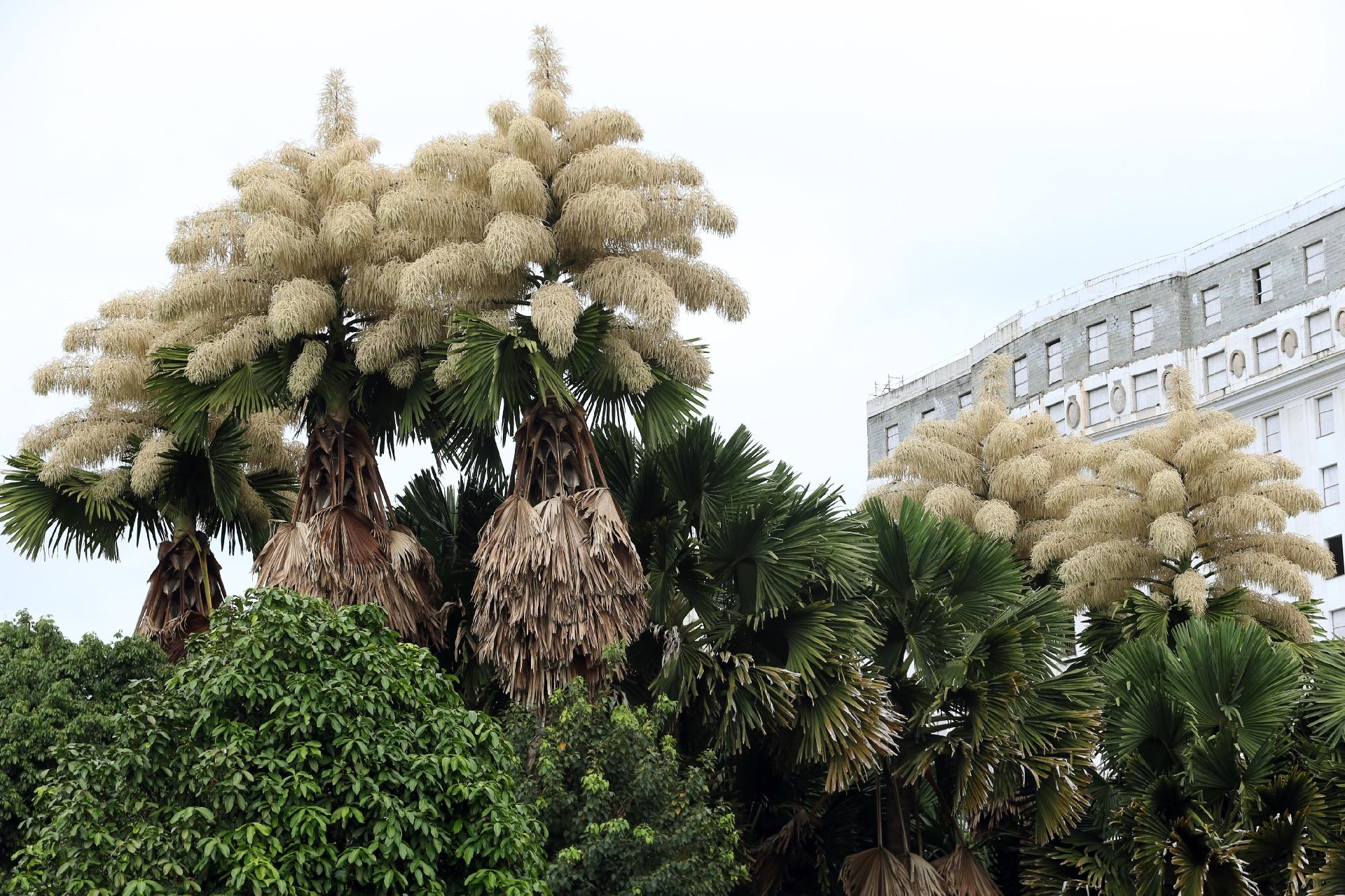 Palmeiras Plantadas Na Decada De 1960 No Rio Dao Flores Pela Primeira Vez 22 10 2019 Uol Noticias