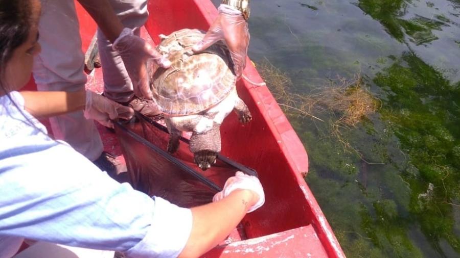 Animais foram encontrados mortos na lagoa de Jequiá da Praia - Divulgação/Secretaria de Meio Ambiente e Recursos Hídricos de Jequiá da Praia 
