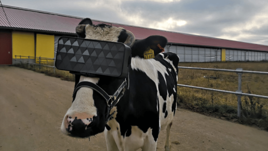 Governo russo testa óculos de realidade virtual em vacas para "diminuir a ansiedade" - Reprodução/Ministério da Agricultura e Alimentação de Moscou