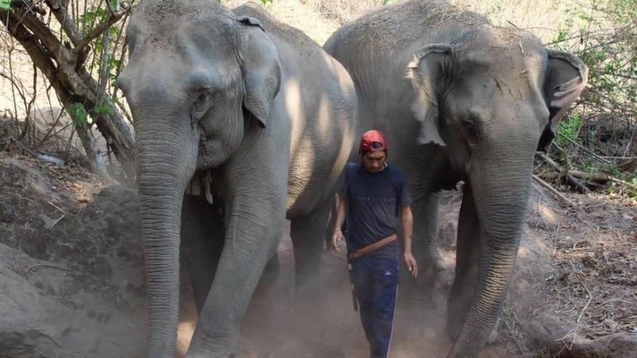 Elefantes estão entre as principais atrações turísticas do país asiático - Alex Johncola