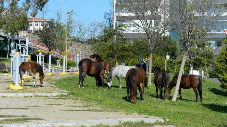 12.04.2020 - Coronavírus: Cavalos ocupam ruas e parques em Izmir, na Turquia, durante isolamento social - Orhan Fatih Dogan/Anadolu Agency via Getty Images