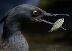 Pato ameaçado de extinção: a descoberta de ovos que dá esperança para ave rara no Brasil - Rodrigo Agnelli