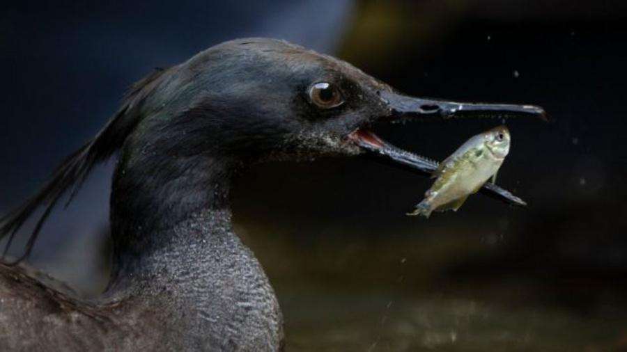 O pato-mergulhão se alimenta com pequenos peixes de águas limpas - Rodrigo Agnelli