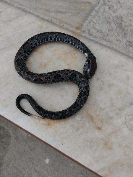 Cobra da espécie jararacuçu picou Maria de Fátima Barbosa Greca na porta de casa - Arquivo Pessoal/ Daniella Greca