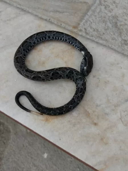 A cobra de duas cabeças encontrada no jardim de uma casa nos EUA